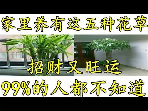 榕樹風水禁忌|【家裡可以種榕樹嗎】家裡可以種榕樹嗎？風水禁忌大公開！讓榕。